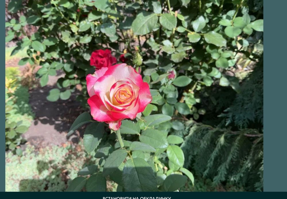 Розы,— Шакира, Свитнес , Овсяница голубая, спирея