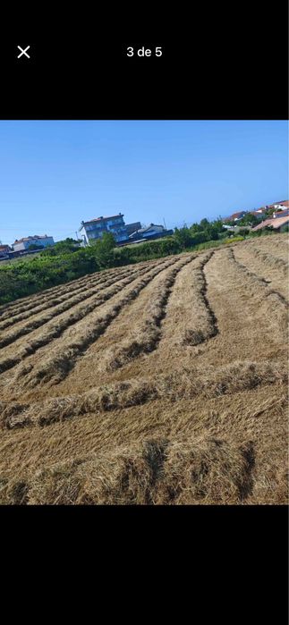 Palha/Femo de Qualidade