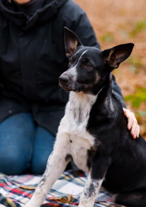 Віддам цуценя в добрі руки безкоштовно