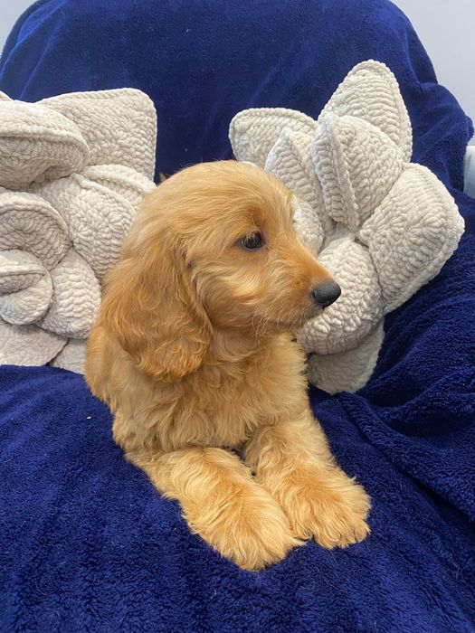Sprzedam pięknego labradoodle