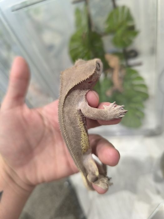 Gekon orzęsiony samiec