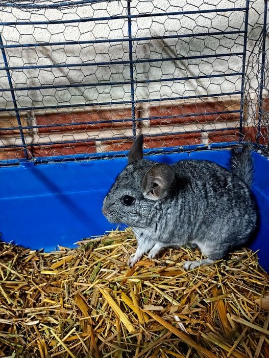 Chinchilla macho jovem
