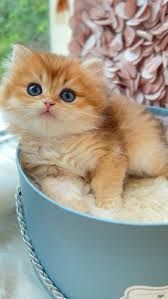 Прийму в дар маленьке щастя