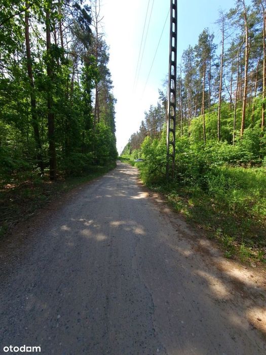 Blisko Magdalenki w środku lasu
