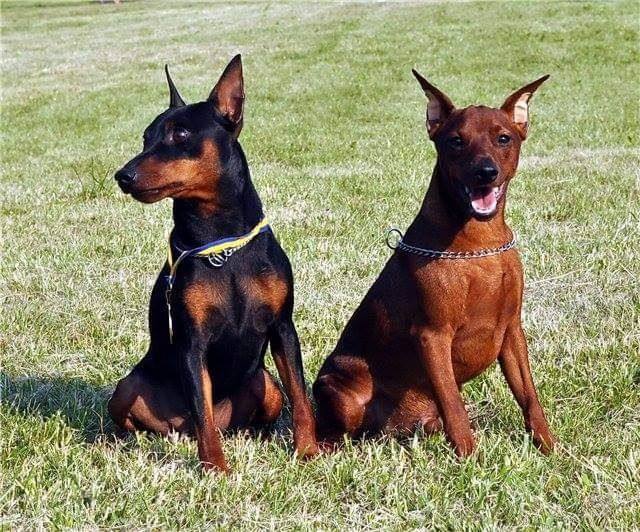 Дівчатка цвергпінчера(мініатюрного пінчера)