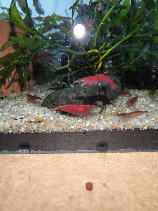 Neocaridinas Red Cherry
