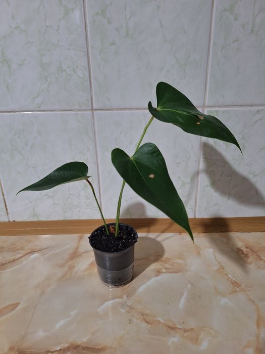 Артуриум шоколад