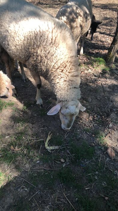 Borrego raça Lacaune