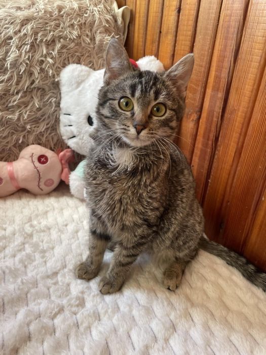 5 miesięczna koteczka szuka domu