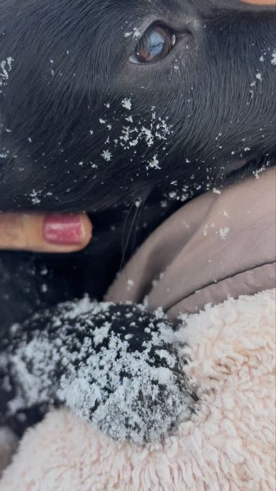 Щенятко в хороші руки