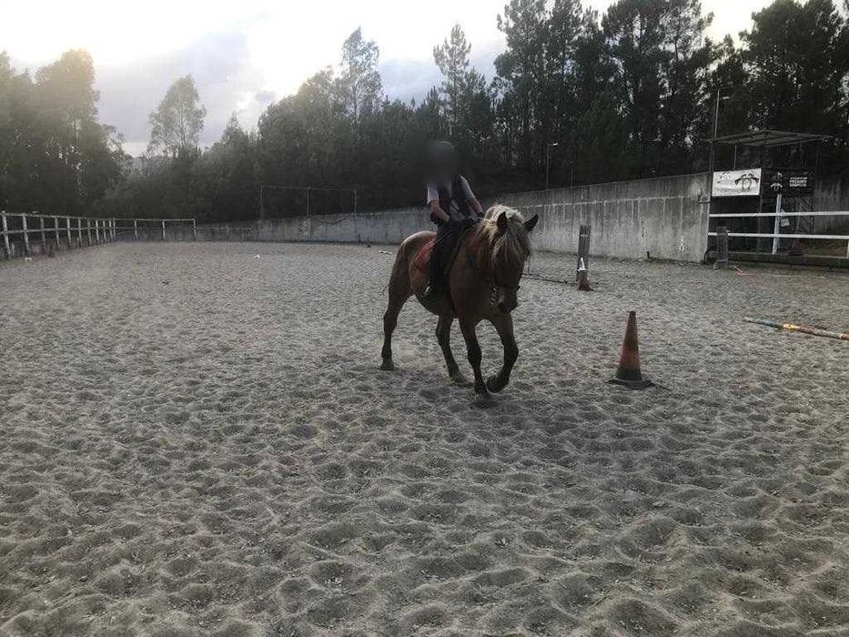 Égua Francesa Bretã