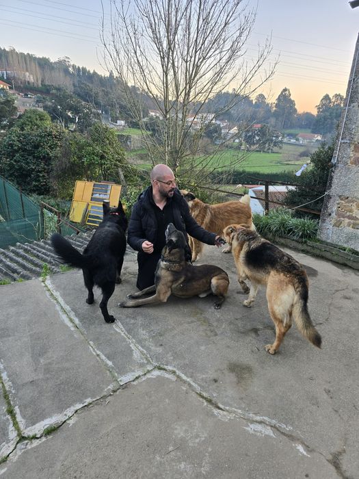 Treinador/adestrador de cães grande  porto