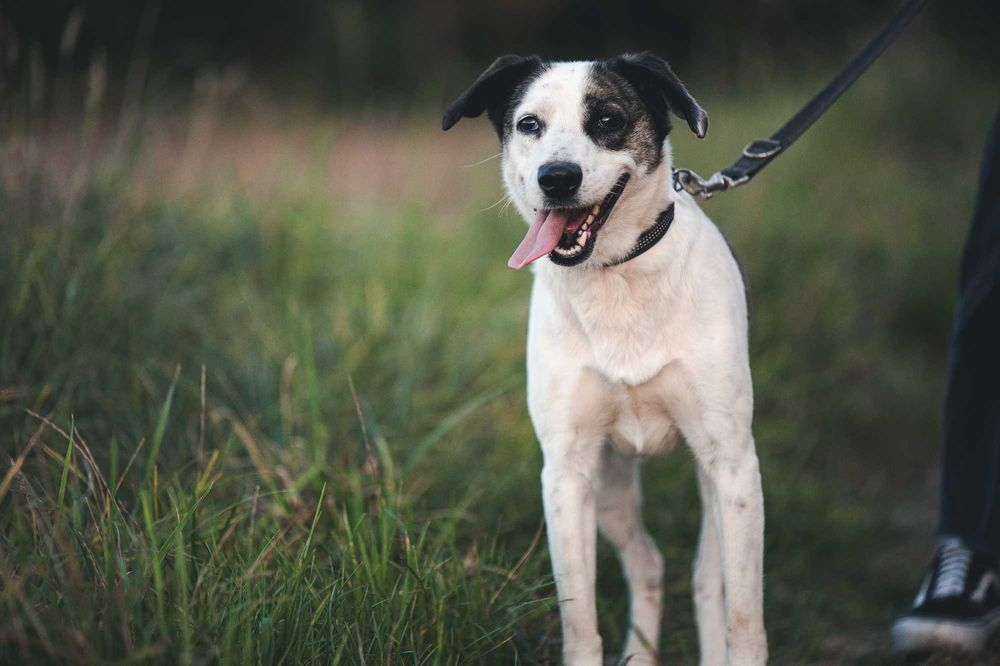 Cudowna Łajka. Dużo przeszła. Teraz szuka dobrego domu.