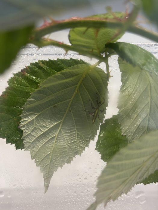 Zamienię młode Phyllium tataba (najlepiej za isopody)
