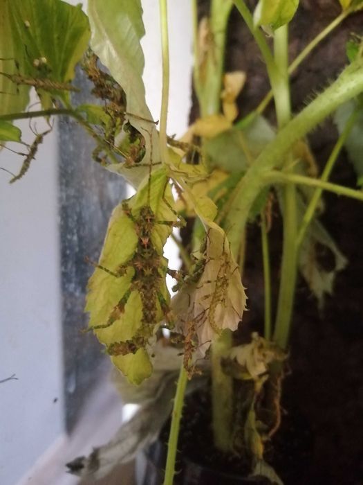 Straszyk Trachyaretaon sp. North Luzon,straszyk,straszyki