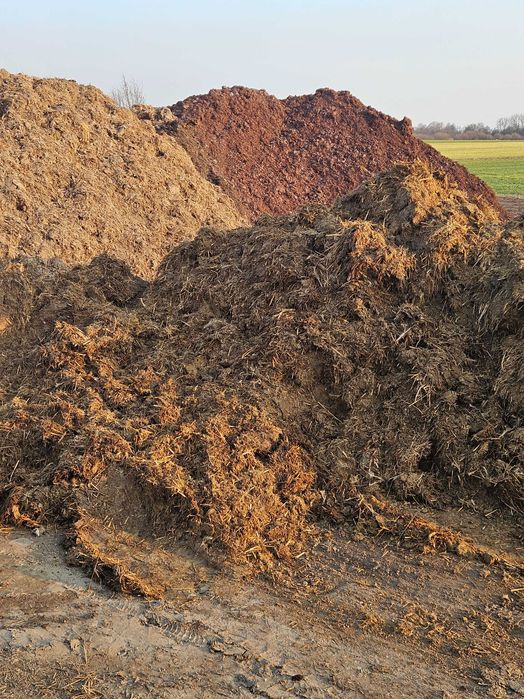 Obornik indyczy pomiot