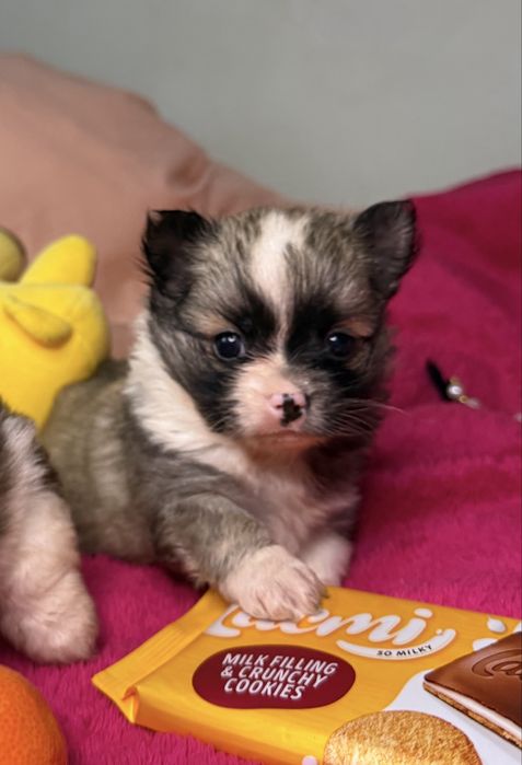 МІНІ хлопчик красунчик