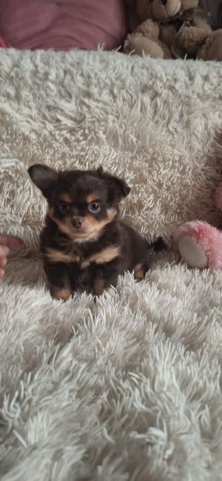 Гарнюній малюк чихуахуа