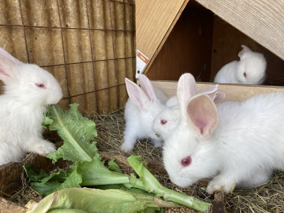 Кролиці та кріль, Термонська Біла та шиншилааа. Класні кролі