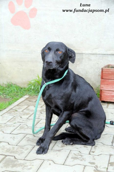 Łuna - urocza czarnulka