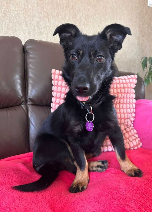 Janka - urocza sunia do adopcji!