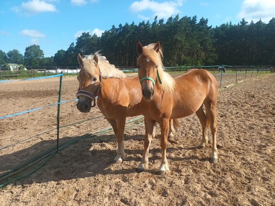 Piękna klacz Hafinger