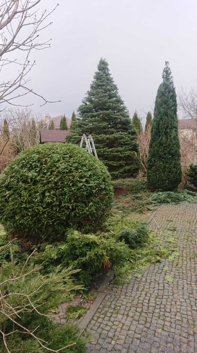 Формування рослин ландшафт, газони