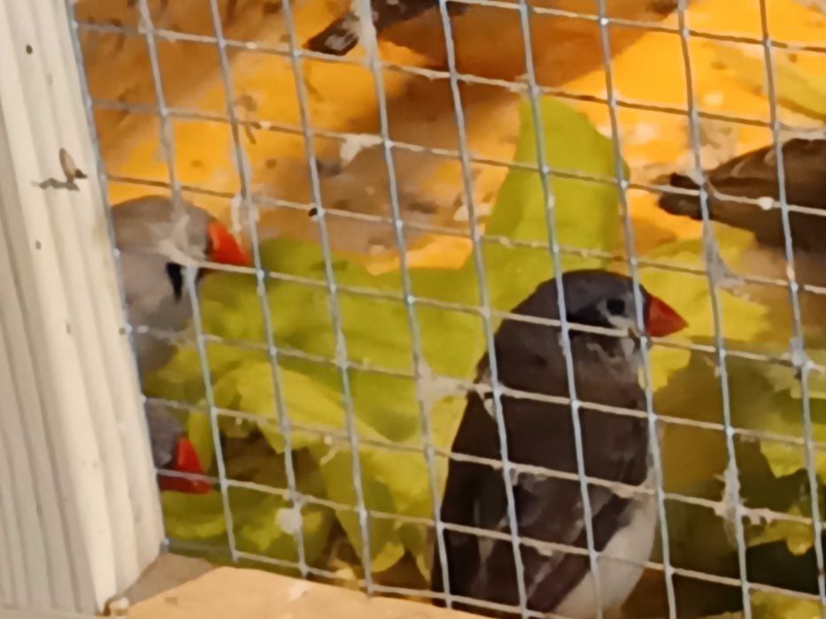 Sprzedam młode zeberki