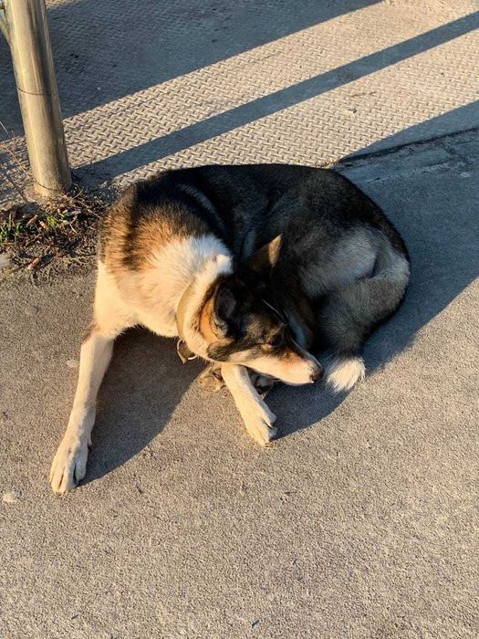 Шукаємо лайку. Поліський район,  межа з Житомирською обл.