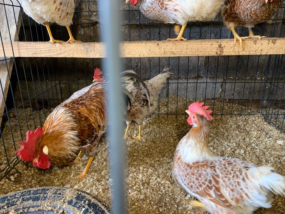 Jaja lęgowe kur włoszek