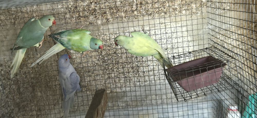 Papagaio cinzento, senegal, rings