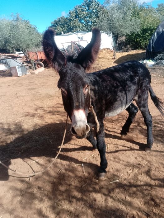 Burro    inteiro