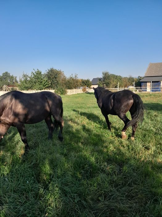 Walach Slaski 2 sztuki