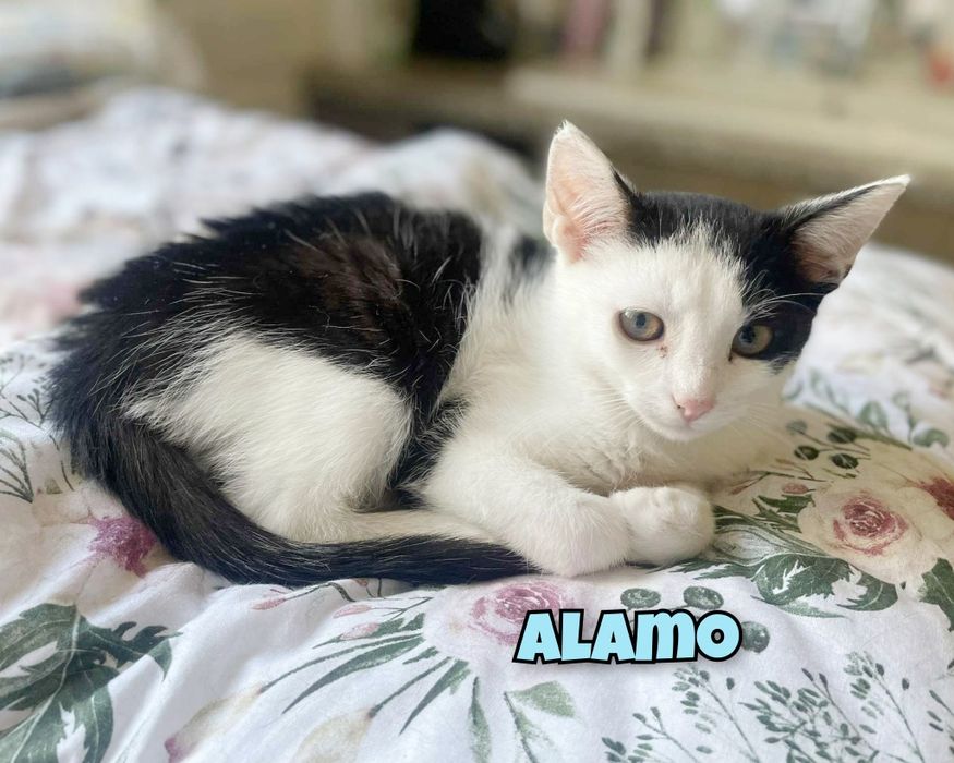 Półroczne kocurki szukają miłości