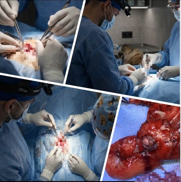 Ветеринар - виїзд на дім / ветеринарний лікар