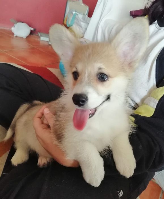 Welsh corgi pembroke