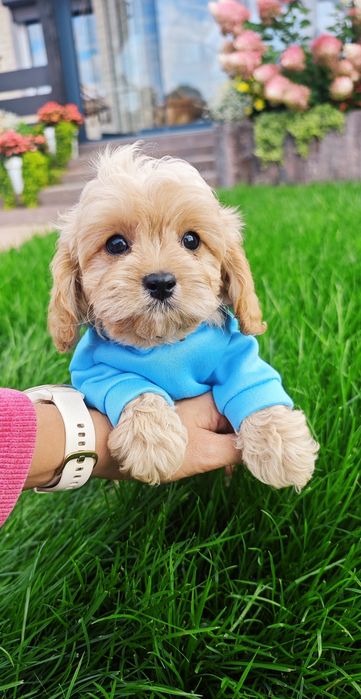 **Cavapoo**cudowny chłopiec!