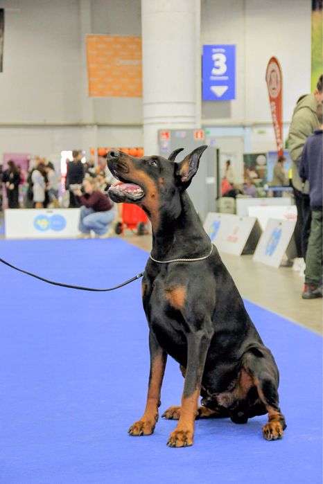 Пропонуємо для вязки кобеля добермана DCM1,2-NN