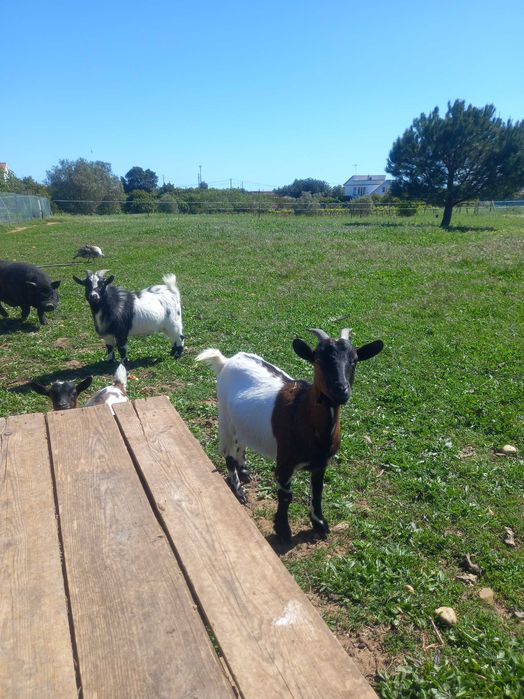 mini cabra macho de 3mes..