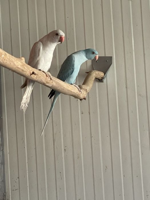 Varias mutacões de Ring nekc /:Aceito troca