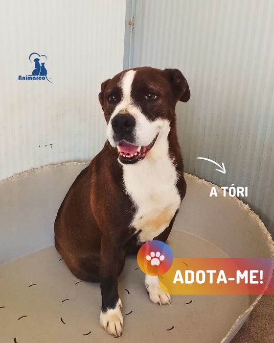 Tori cadela jovem porte medio