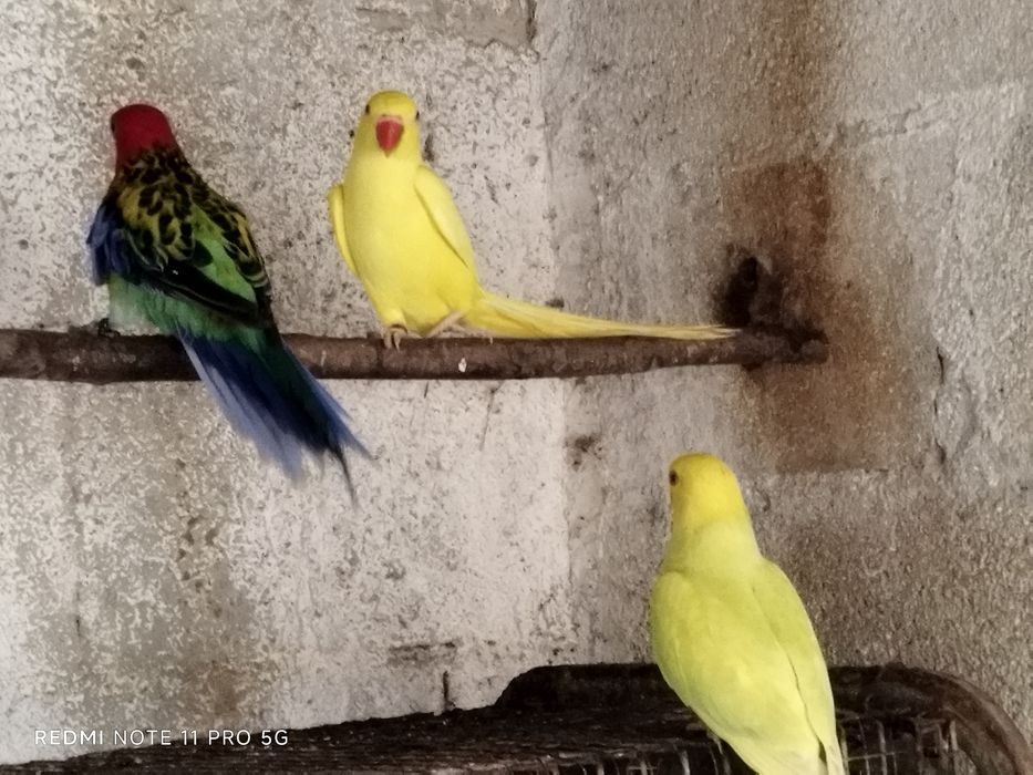 Ring necks fêmeas