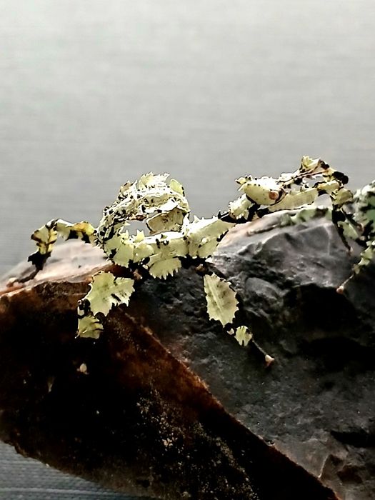 Straszyk australijski Lichen morph