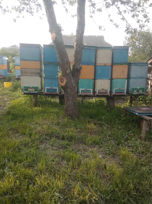 Продам бджолопакети, бджолосімʼї, бджоломатки, рої, відводки