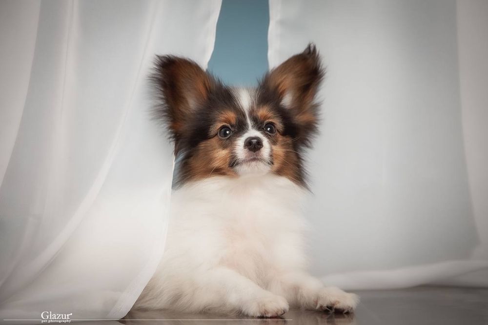 Найчарівніший хлопець триколор