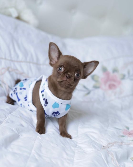 Chihuahua FCI chłopak
