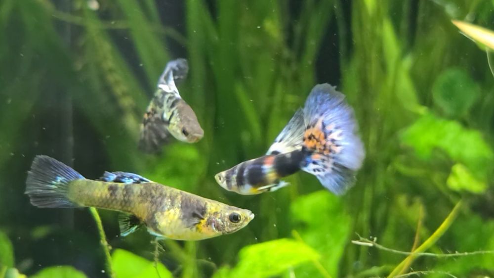 Gupik Blue Tiger King Cobra

Sprzedaje młode osobniki Wybarwiające się