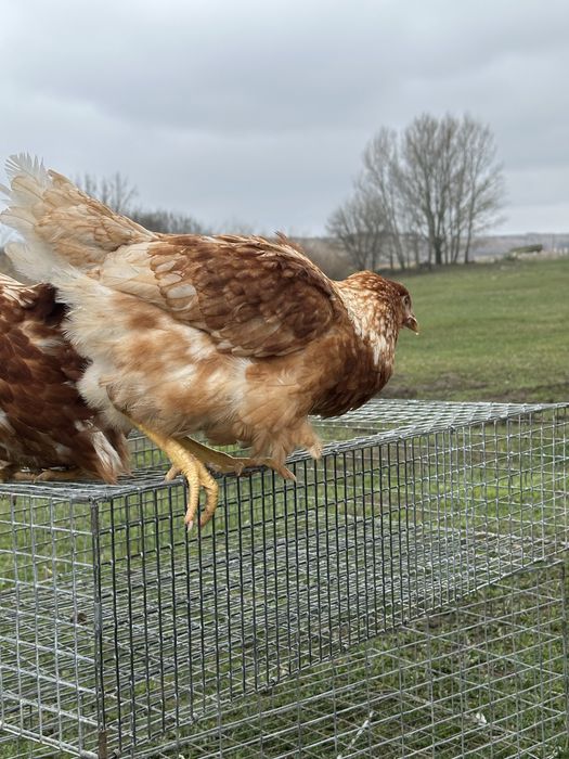 Красивая курочка на яйцо