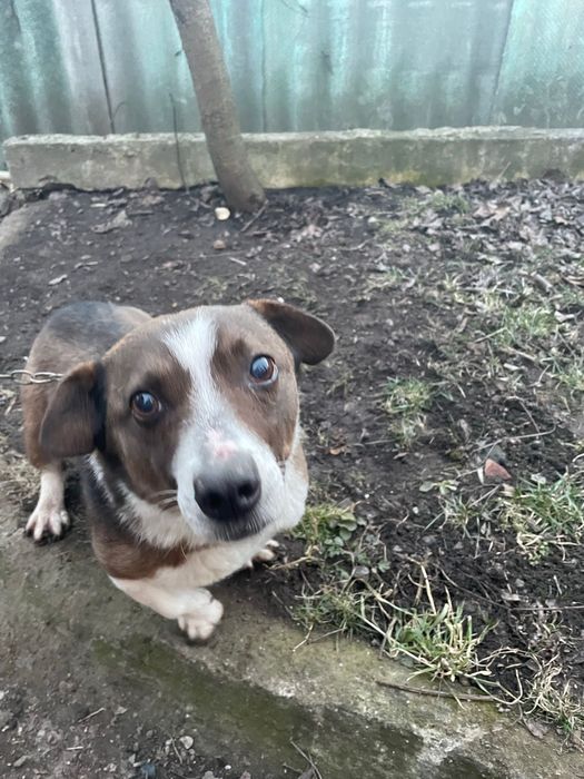 Загубилась собака