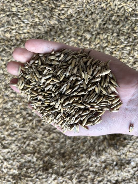 Owies Ekologiczny z Certyfikatem